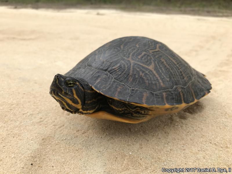 Coastal Plain Cooter (Pseudemys concinna floridana)