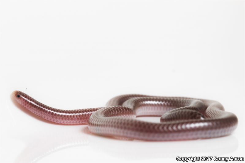 SouthWestern Threadsnake (Leptotyphlops humilis humilis)