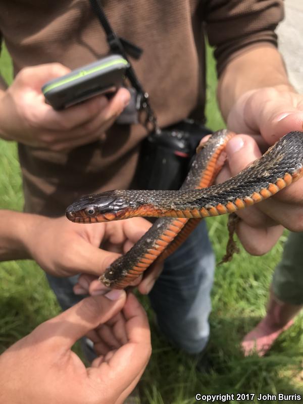 Copper-bellied Watersnake (Nerodia erythrogaster neglecta)