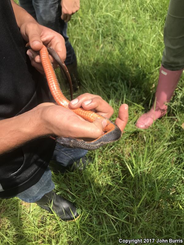 Copper-bellied Watersnake (Nerodia erythrogaster neglecta)