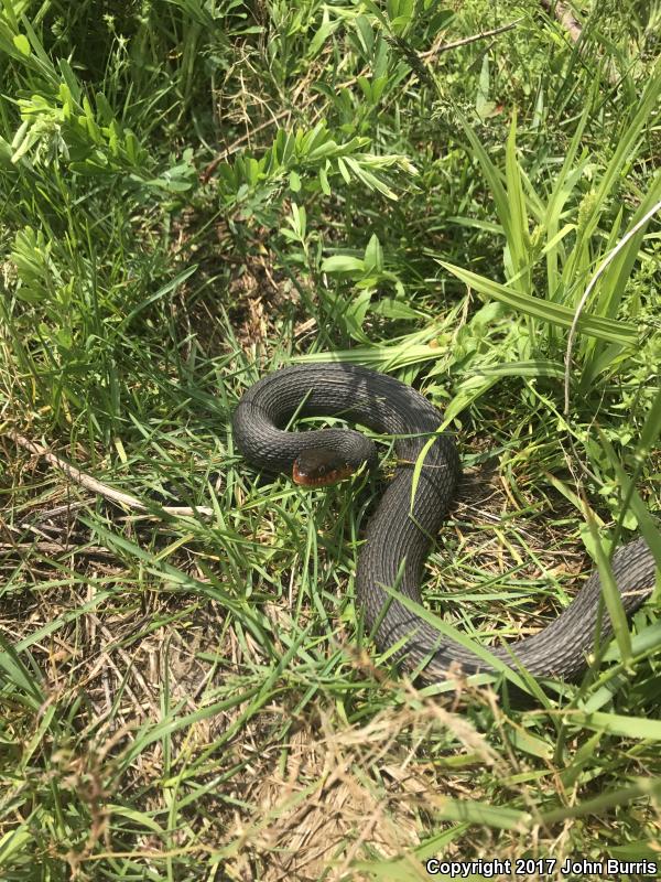 Copper-bellied Watersnake (Nerodia erythrogaster neglecta)