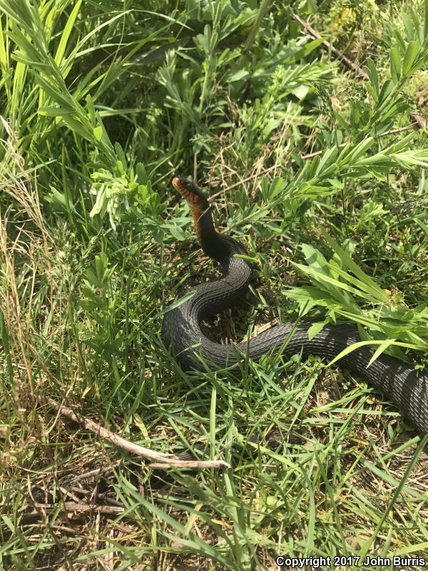 Copper-bellied Watersnake (Nerodia erythrogaster neglecta)