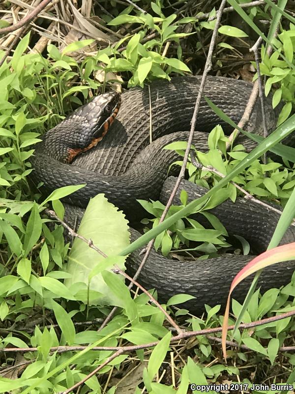 Copper-bellied Watersnake (Nerodia erythrogaster neglecta)