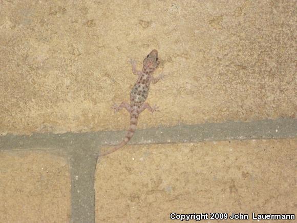 Turkish House Gecko (Hemidactylus turcicus turcicus)