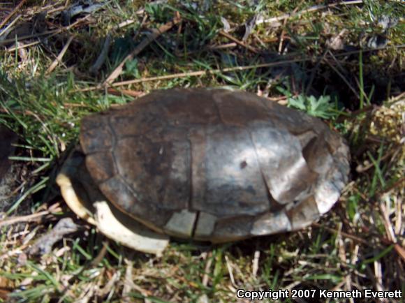 Midland Painted Turtle (Chrysemys picta marginata)