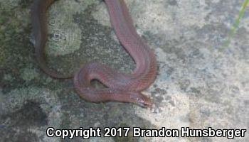 Mountain Earthsnake (Virginia valeriae pulchra)