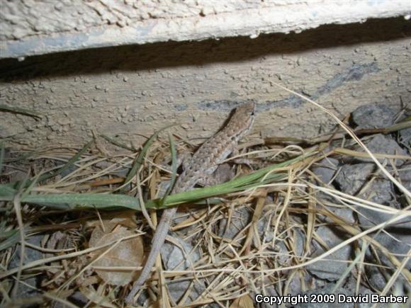 Western Side-blotched Lizard (Uta stansburiana elegans)