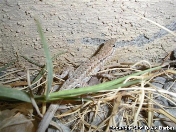 Western Side-blotched Lizard (Uta stansburiana elegans)