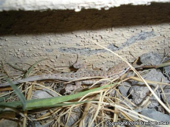 Western Side-blotched Lizard (Uta stansburiana elegans)