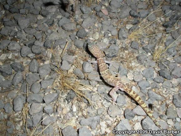 Desert Banded Gecko (Coleonyx variegatus variegatus)