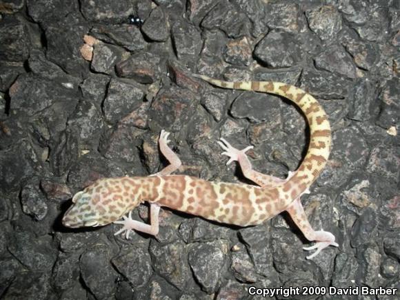 Desert Banded Gecko (Coleonyx variegatus variegatus)