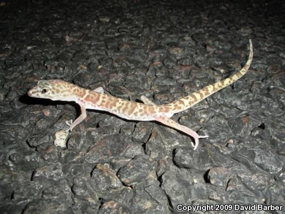 Desert Banded Gecko (Coleonyx variegatus variegatus)