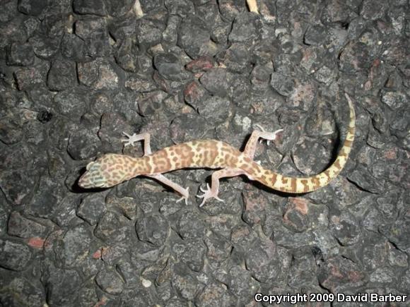 Desert Banded Gecko (Coleonyx variegatus variegatus)