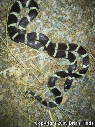 California Kingsnake (Lampropeltis getula californiae)