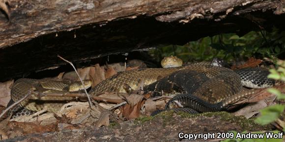 Timber Rattlesnake (Crotalus horridus)