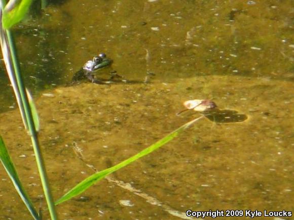 American Bullfrog (Lithobates catesbeianus)