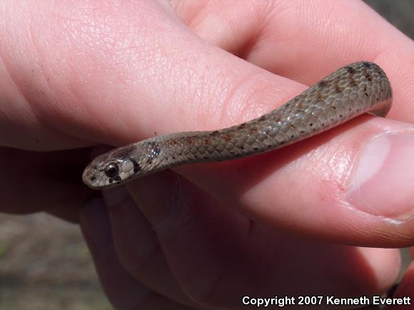 Northern Brownsnake (Storeria dekayi dekayi)