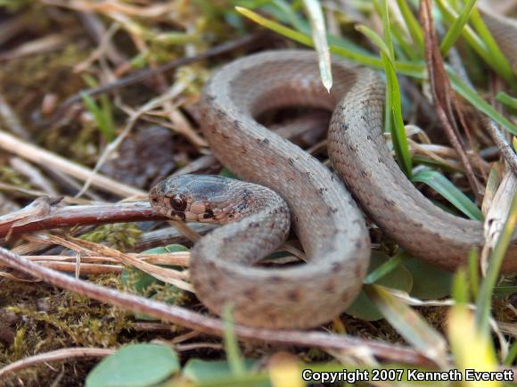 Northern Brownsnake (Storeria dekayi dekayi)