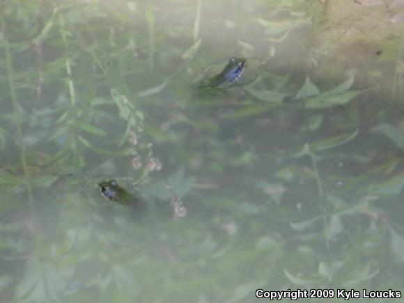 Northern Green Frog (Lithobates clamitans melanota)