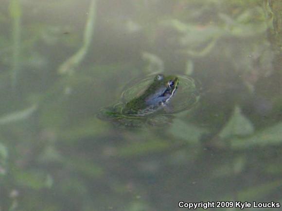 Northern Green Frog (Lithobates clamitans melanota)