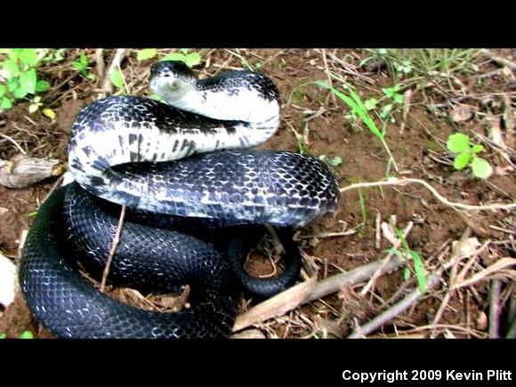 Black Ratsnake (Pantherophis obsoletus obsoletus)