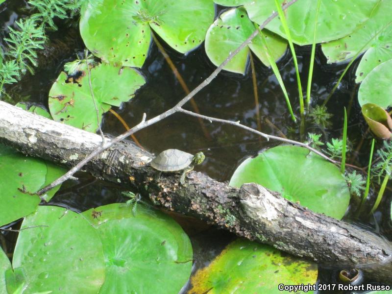 Eastern River Cooter (Pseudemys concinna concinna)