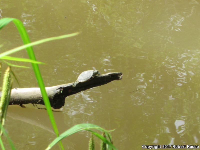 Eastern River Cooter (Pseudemys concinna concinna)