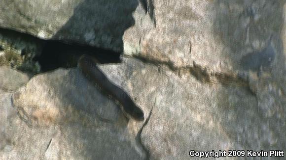 Black Ratsnake (Pantherophis obsoletus obsoletus)