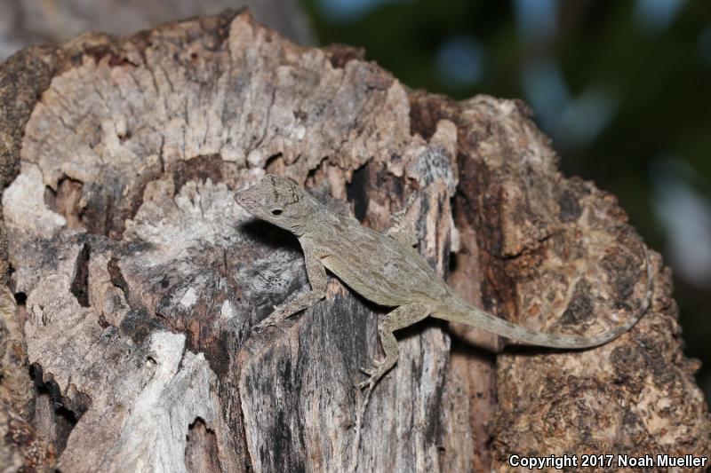 Bark Anole (Anolis distichus)