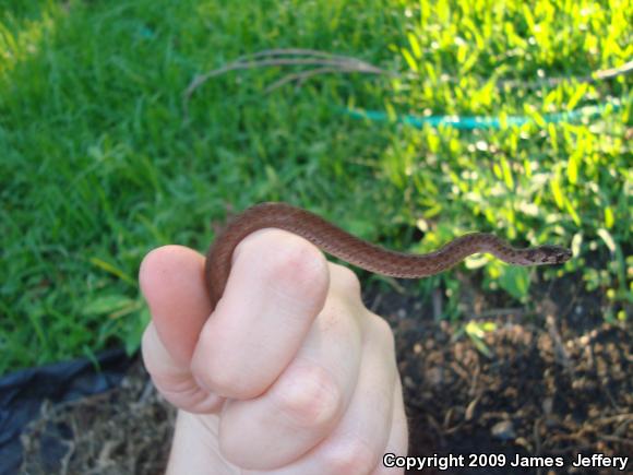 Dekay's Brownsnake (Storeria dekayi)