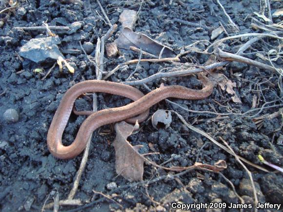 Dekay's Brownsnake (Storeria dekayi)