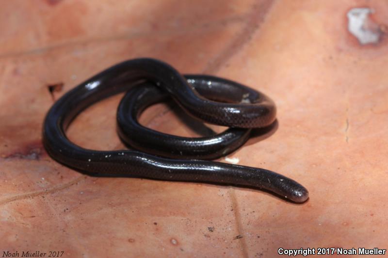 Brahminy Blindsnake (Ramphotyphlops braminus)