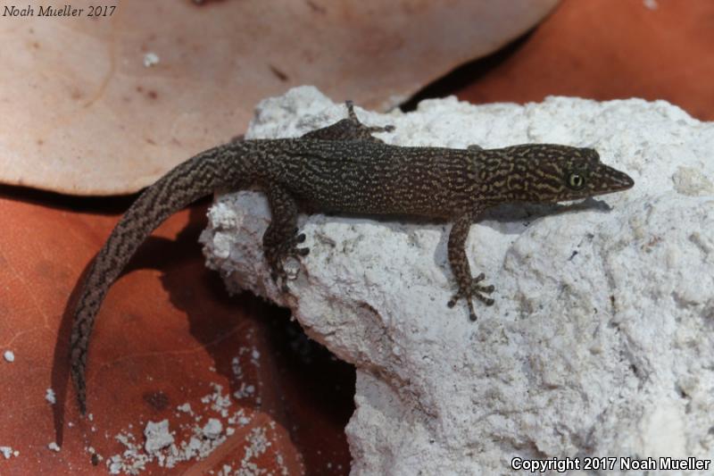 Ashy Gecko (Sphaerodactylus elegans)