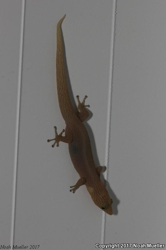 Ashy Gecko (Sphaerodactylus elegans)