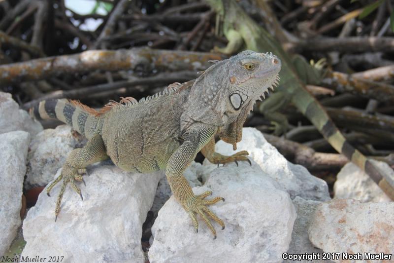 Green Iguana (Iguana iguana)