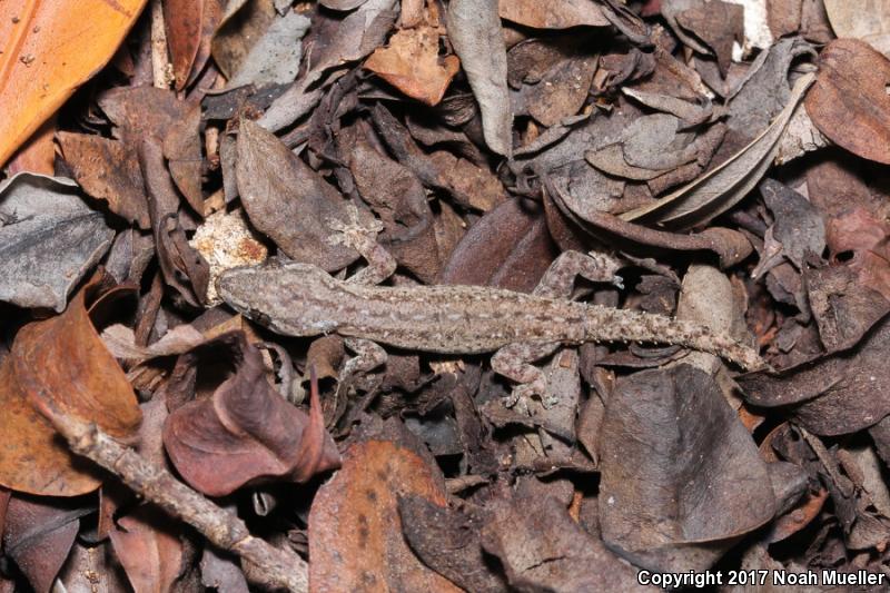 Common House Gecko (Hemidactylus frenatus)