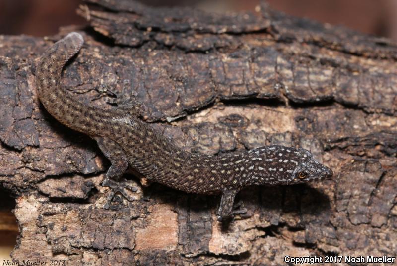 Ocellated Gecko (Sphaerodactylus argus)