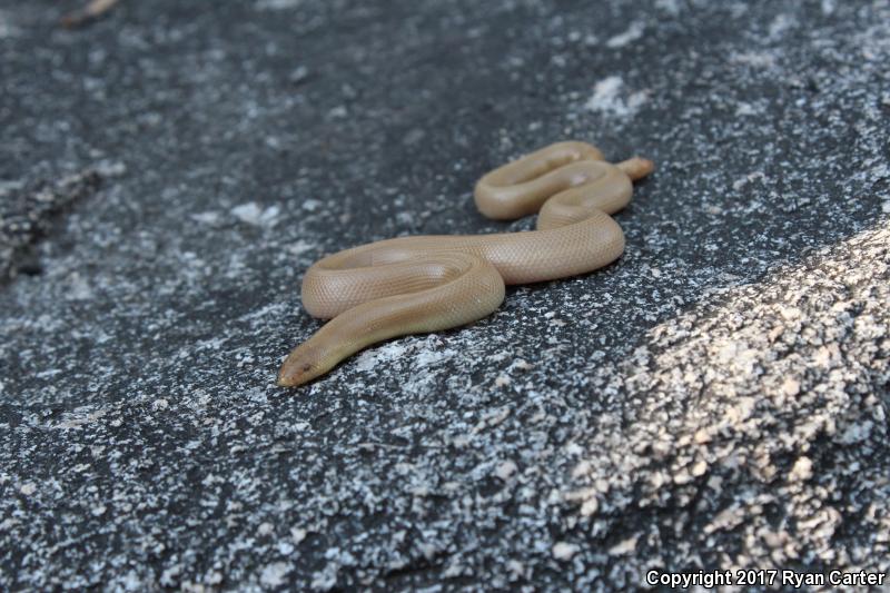 Southern Rubber Boa (Charina umbratica)