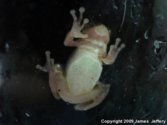 Squirrel Treefrog (Hyla squirella)