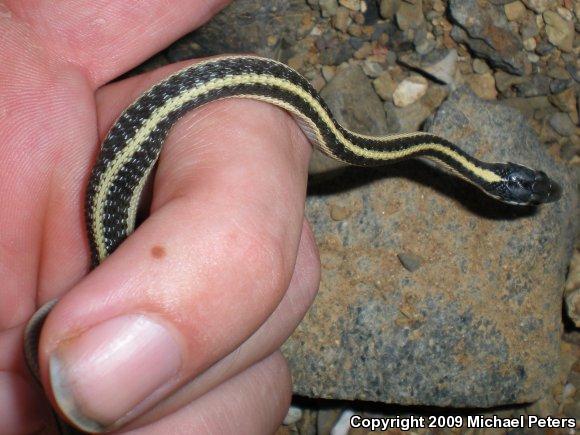 Mountain Gartersnake (Thamnophis elegans elegans)