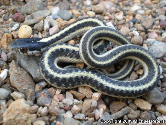 Mountain Gartersnake (Thamnophis elegans elegans)