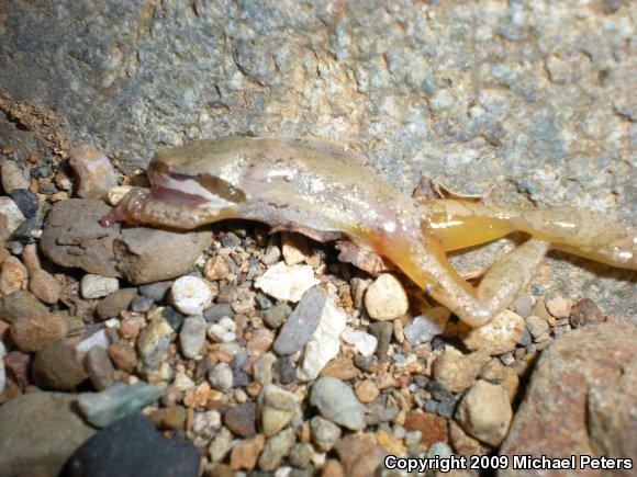 Sierran Treefrog (Pseudacris sierra)