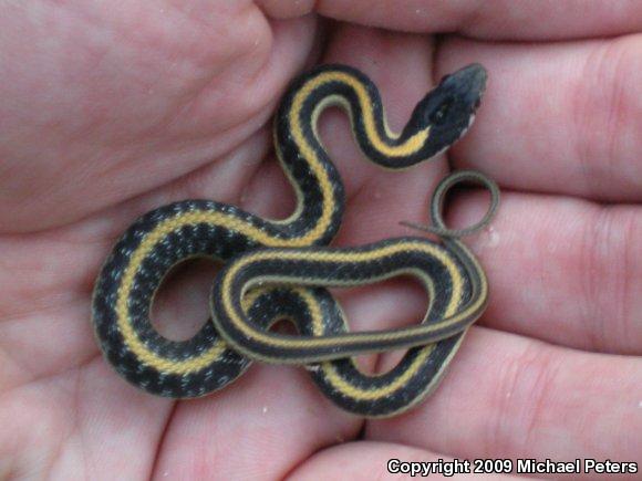 Mountain Gartersnake (Thamnophis elegans elegans)