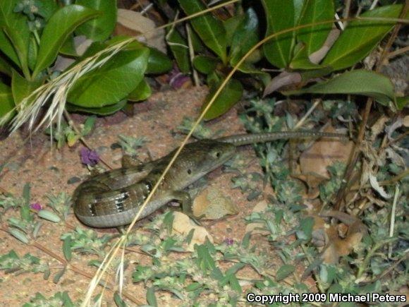 Southern Alligator Lizard (Elgaria multicarinata)