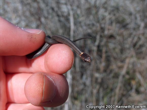 Northern Red-bellied Snake (Storeria occipitomaculata occipitomaculata)