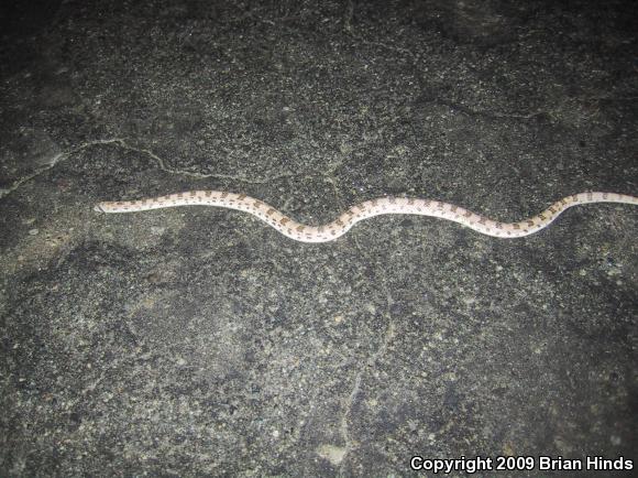 Spotted Leaf-nosed Snake (Phyllorhynchus decurtatus)