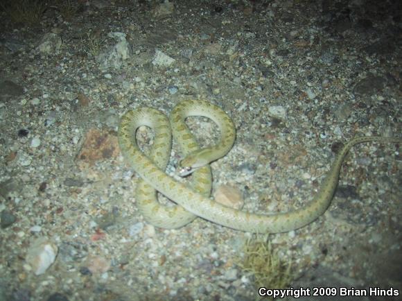 Desert Glossy Snake (Arizona elegans eburnata)