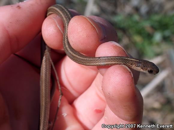 Short-headed Gartersnake (Thamnophis brachystoma)