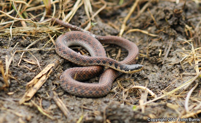 Kirtland's Snake (Clonophis kirtlandii)