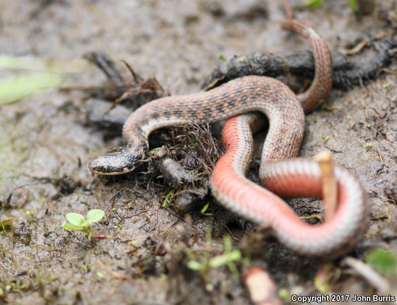 Kirtland's Snake (Clonophis kirtlandii)